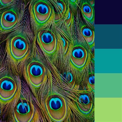 Peacock color palette for this month's coloring challenge. | Peacock ...