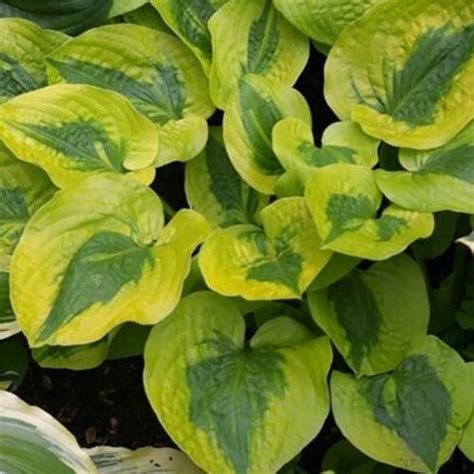 Previous Next 1 of 2