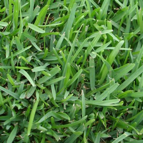 The Different Types Of St Augustine Grass A Lawn Care Guide Home Improvement Cents