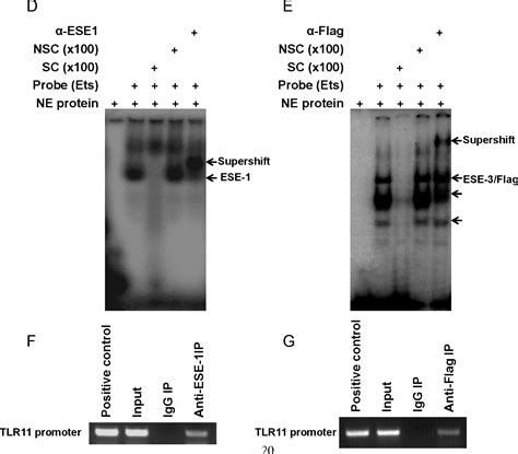 Figure 114 from Transcriptional Regulation of Tlr11 Gene Expression in ...
