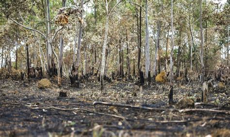 Desmatamento No Cerrado Cresce Em Mostra Relat Rio Do Ipam