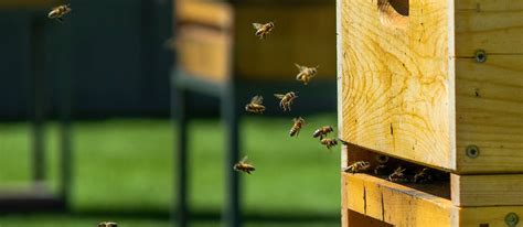 Installer Une Ruche Dans Sa Cour La Solution Pour Sauver Les Abeilles