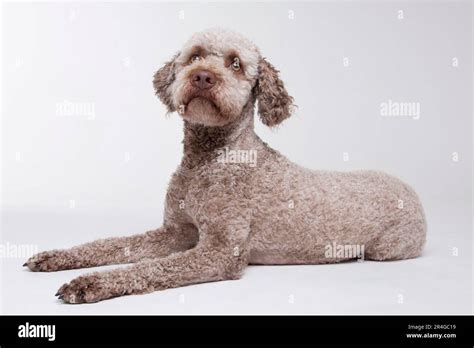 Lagotto Romagnolo Male Truffle Dog Stock Photo Alamy