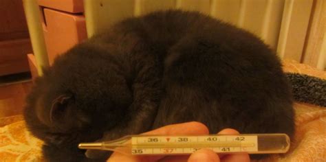 Измерение температуры кошкам: пошаговая инструкция по выполнению процедуры