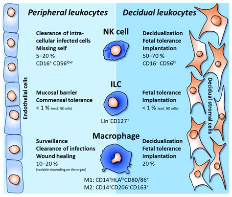 Comparison Of Peripheral Vs Decidual Leukocyte Tasks During