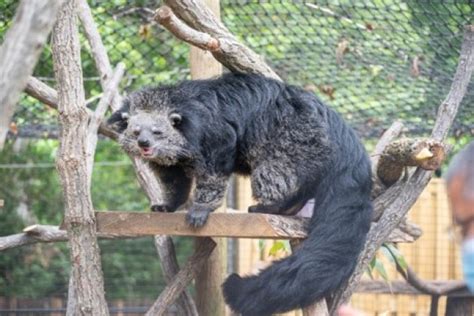 25 Awesome Binturong Fun Facts