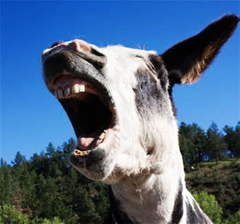 Replacing Mugabe With His Donkey