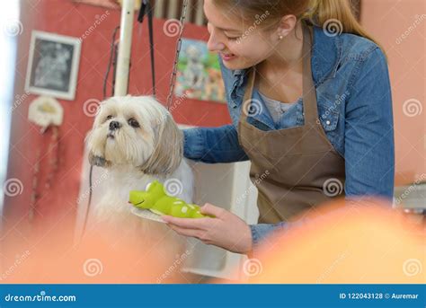 cute  dog  groomer salon stock photo image  style male
