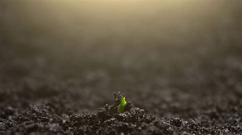 Growing Pea Plant In Time Lapse Sprout Stock Footage Sbv 347745681 Storyblocks