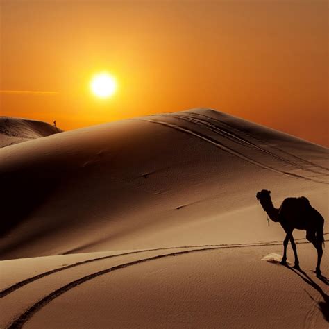 Sunset over the desert - Mountains of sand Wallpaper Download 2524x2524