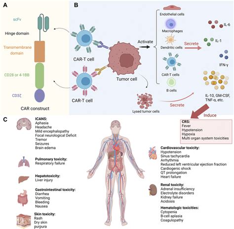 Pathogenesis Of Cardiovascular Toxicity During CAR T Therapy