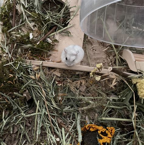 hamsters long hair 2