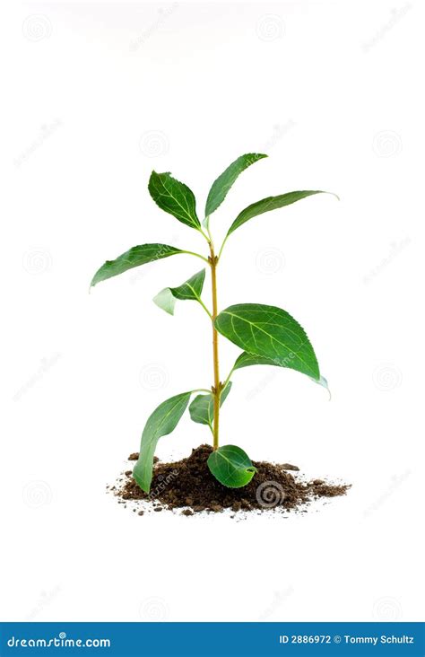 plant growing stock photo image  develop fresh