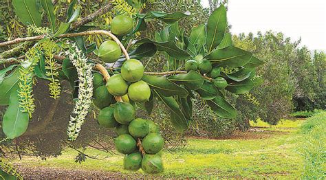 mac nut production increases   season hawaii tribune herald