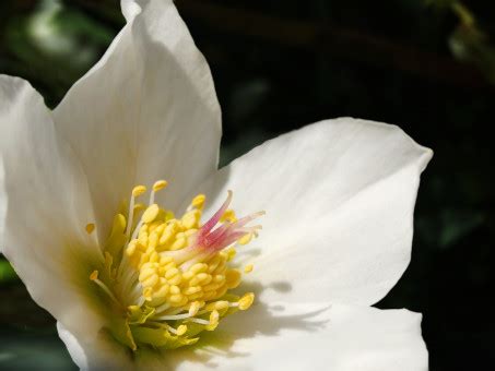 無料画像 : 自然, 工場, 写真, 花弁, 咲く, フード, 緑, 作物, 植物学, 閉じる, フローラ, 白い花, 雌蕊, 綺麗な, 種 ...