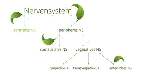 Was Ist Das Nervensystem - Captions Pages