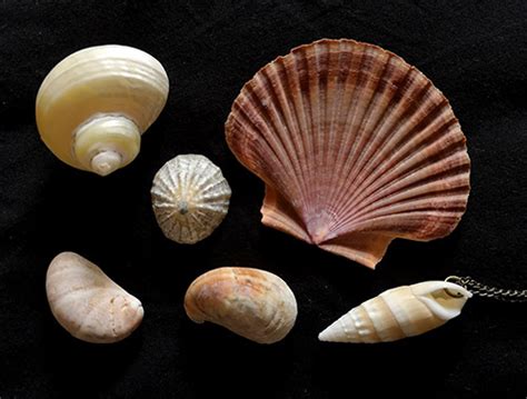 The Folklore Of Shells And Pearls Scallops Rhymes And Saints