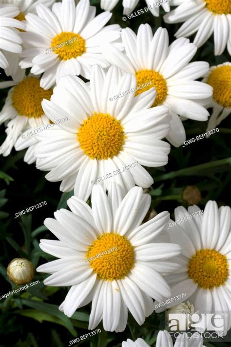 ARGYRANTHEMUM SASSY COMPACT WHITE Stock Photo Picture And Rights