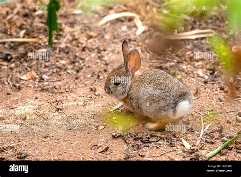 Cotton Tailed Rabbit Stock Photo Alamy