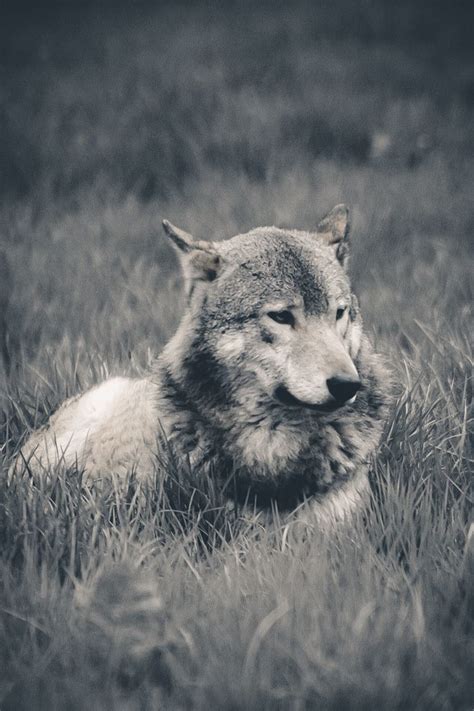 Grey Wolf 🐺 Grey Wolf Photography Wolf