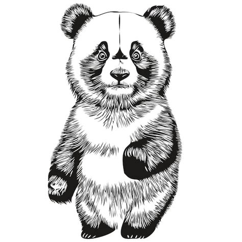 Desenho de tinta linear preto e branco panda ilustração vetorial pandas