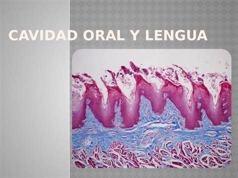 PPTX Cavidad Oral Y Lengua Histo PDFSLIDE NET