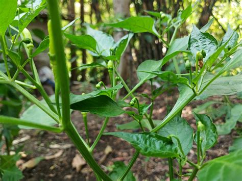 The beautiful chili flowers Capsicum frutescens are still closed. Chili ...