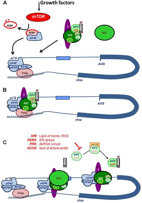 Frontiers Rna Binding Proteins And Regulation Of Mrna Translation In