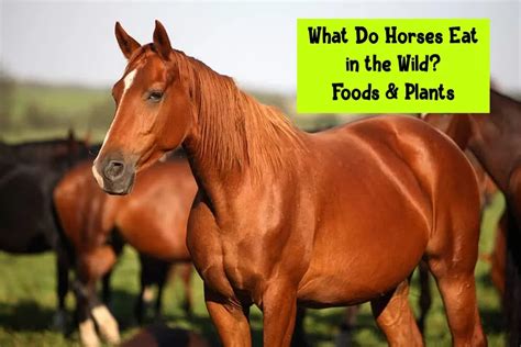 What Do Horses Eat In The Wild Foods Plants Saddlebox