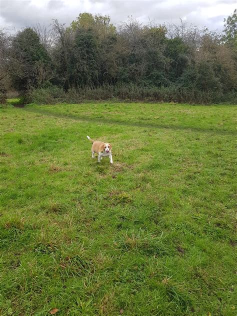 pictures   paws claws dog walking wainscott