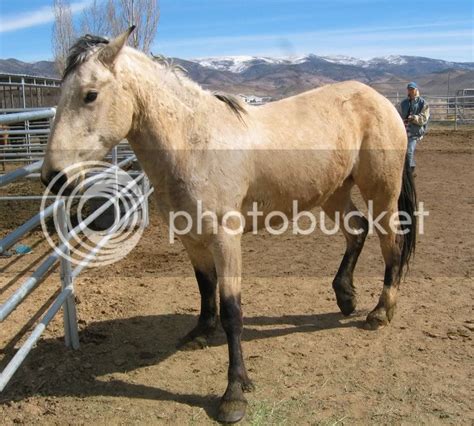 Buckskin Mustang / Riley 1 Buckskin Mustang Stallion - Dude was born just like any regular ...