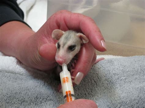 California prison guard allegedly kicks kitten, gets told on by inmate