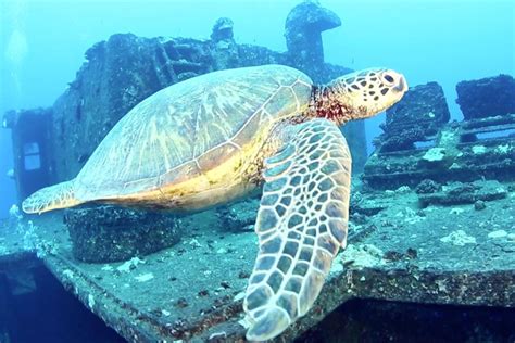 Video Scuba Diving With Green Sea Turtles In Oahu Hawaii Scuba Diving