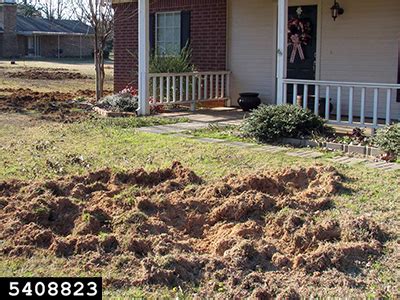 Armadillo Holes In Yard / When Invasive Species Help Armadillos Provide ...