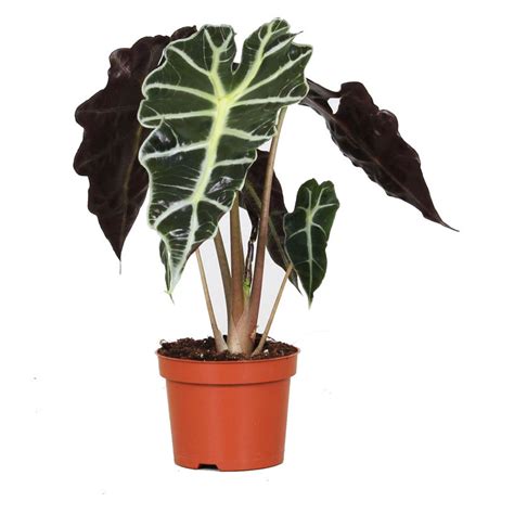 АЛОКАЗИЯ POLLY