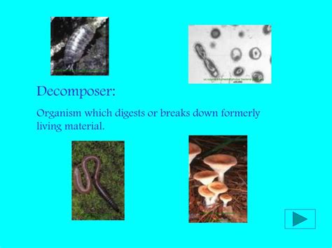 PPT - Producers, Consumers, and Decomposers PowerPoint Presentation ... 
