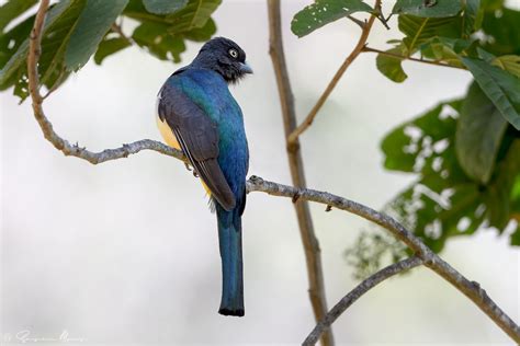 Trogons And Quetzals Flickr