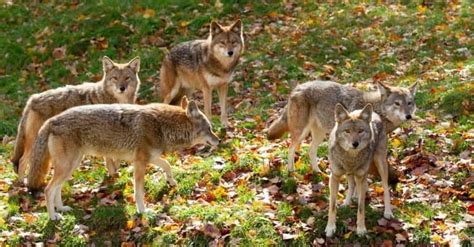 Are Coyotes Nocturnal Or Diurnal Their Sleep Behavior Explained A Z