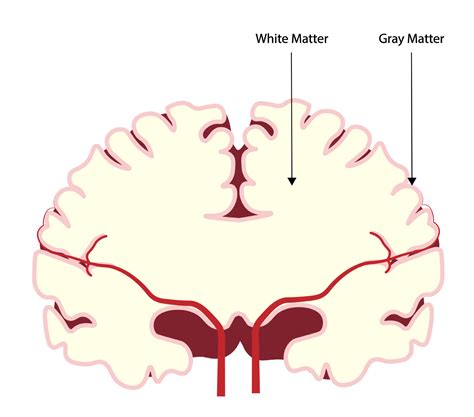 Gyri Et Sulci Du Cerveau Mentorshow