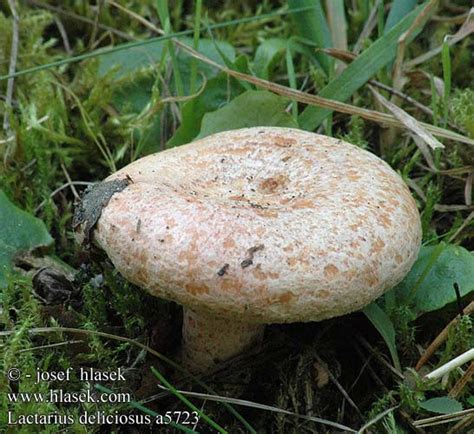 Lactarius Deliciosus Saffron Milkcap Velsmagende M Lkehat M Nnynlepp