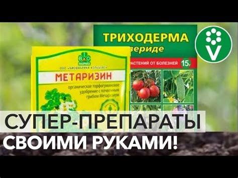 САМЫЙ ПРОСТОЙ СПОСОБ размножения биопрепаратов (триходерма, метаризин ...