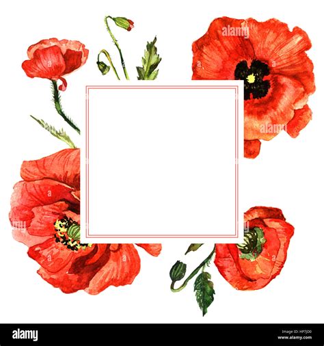 Wildflower Poppy Flower Frame In A Watercolor Style Isolated Stock