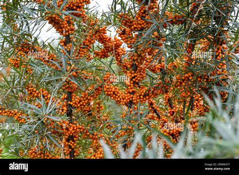 ta hang  res stock photography  images alamy