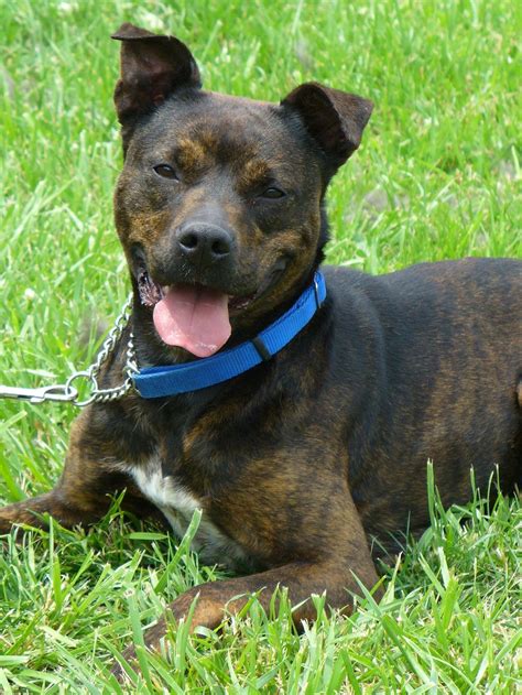 What is the Pitbull Rottweiler Mix? | Labrottie.com