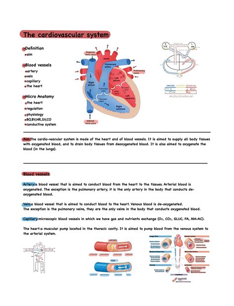 SOLUTION: Anatomy:Cardio vascular system - Studypool