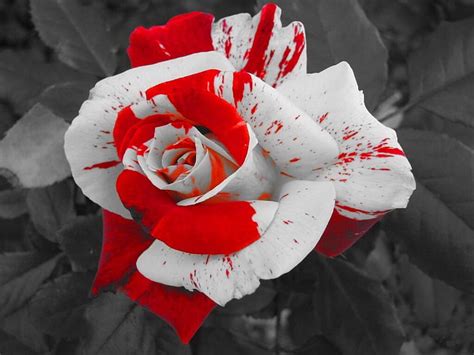 Wallpapers Of Red White Roses