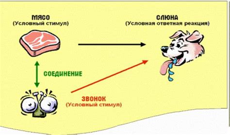 Презентация на тему: Развитие психики и
