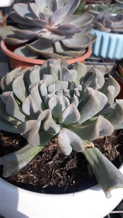 Echeveria Topsy Turvy Succulent Landscaping Succulents Garden