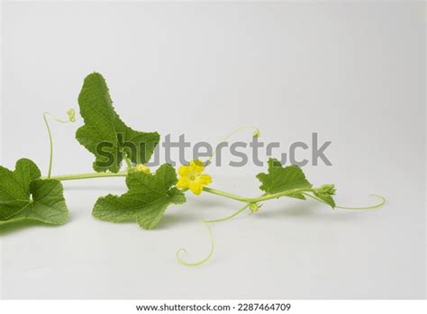 1220 Melon Bud Images Stock Photos 3d Objects And Vectors Shutterstock
