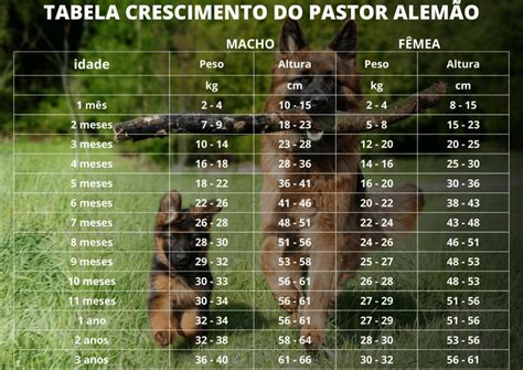 Até Quantos Meses Um Pastor Alemão Cresce